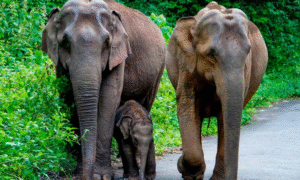 Karnataka High Court Directs Authorities to Prevent Elephant Deaths by Electrocution with E-Surveillance and Underground Cabling
