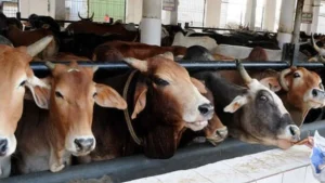 J&K High Court Confirms Detention of Man Accused of Bovine Slaughter Amid Communal Tension