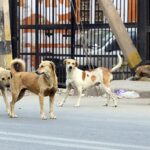 Delhi HC Starts Suo Motu PIL to Monitor Supreme Court Directions on Stray Dog Management