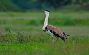 Supreme Court recalibrates power line rules to save Great Indian Bustard while safeguarding India’s renewable energy push
