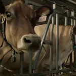 Gujarat High Court Refuses Bail To Repeat Cow Slaughter Accused, Says Societal Interest Prevails Over Personal Liberty