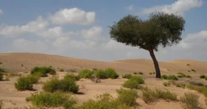 Nature Cannot Be Destroyed for Technology: Rajasthan HC Raises Alarm Over Khejri Tree Cutting