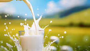 Rajasthan HC Directs State to Verify Safeguards Against Synthetic Milk by Dairy Cooperatives