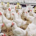 Hens Are ‘Livestock’: Karnataka High Court Upholds ₹4.51 Lakh Compensation for Poultry Loss in Road Accident