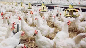 Hens Are ‘Livestock’: Karnataka High Court Upholds ₹4.51 Lakh Compensation for Poultry Loss in Road Accident